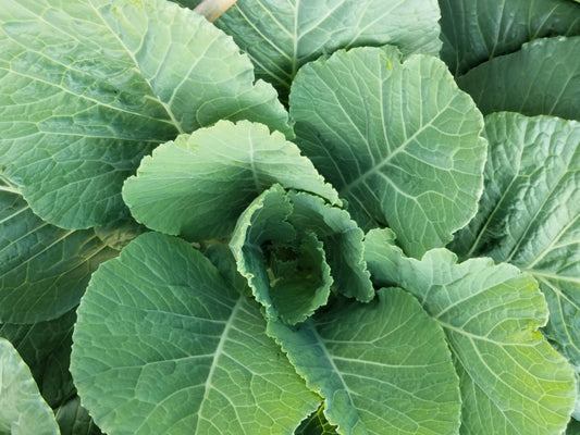 1000 GEORGIA COLLARDS (SOUTHERN or Walking Collards) Collard Greens Brassica Oleracea Acephala Vegetable Seeds