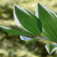 15 Variegated SOLOMONS SEAL Polygonatum Biflorum Canaliculatum Flower Seeds