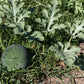 100 SUGAR BABY WATERMELON Citrullus lanatus Fruit Melon Seeds