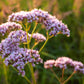 250 VALERIAN (Garden Heliotrope / Heal All) Valeriana Officinalis Herb Flower Seeds