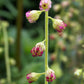 25 FRINGECUP Tellima Grandiflora Odorata Bigflower Fringe Cup Pink Flower Seeds