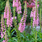 50 Pink VERONICA Longifolia / SPIKE SPEEDWELL Flower Seeds