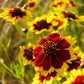 1000 PLAINS COREOPSIS (Golden Tickseed) Coreopsis Tinctoria Flower Seeds