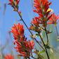 50 Red INDIAN PAINTBRUSH Castilleja Indivisa Flower Seeds