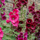 25 BURGUNDY RED HOLLYHOCK Alcea Rosea Flower Seeds Perennial