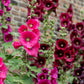 50 Mixed Colors HOLLYHOCK KING HENRY VIII Mix Alcea Rosea Flower Seeds