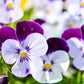 100 JOHNNY JUMP UP Violet Viola Tricolor Flower Seeds