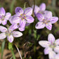 20 VIRGINIA SPRING BEAUTY Claytonia Virginica Eastern Fairy Pink Striped Native Grass Shade Flower Herb Seeds