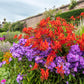 10 RED LUCIFER CROCOSMIA Crocosmia Masoniorum Flower Seeds