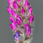 30 Purple LOCOWEED CRAZYWEED Oxytropis Lambertii Native Flower Seeds