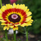 250 TRICOLOR PAINTED DAISY (Pyrenthrum Daisy) Chrysanthemum Carinatum Flower Seeds