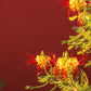5 DESERT BIRD OF PARADISE Shrub Caesalpinia Gilliesii Poinciana Red & Yellow Flower Seeds