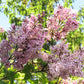 30 PINK LILAC Hungarian Lilac Tree Shrub Syringa Josikaea Fragrant Flower Seeds