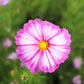 300 CANDY STRIPE COSMOS Bipinnatus Pink White Flower Seeds