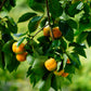 5 AMERICAN PERSIMMON TREE Diospyros Virginiana Fruit Seeds