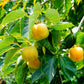 5 AMERICAN PERSIMMON TREE Diospyros Virginiana Fruit Seeds