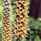 50 RUSTY FOXGLOVE Hummingbird Flower Digitalis Ferruginea Yellow Herald Seeds
