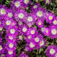 25 STARDUST ICE PLANT Mesembryanthemum Delosperma Floribunda Perennial Purple & White Flower Seeds