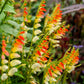 10 FIRECRACKER VINE Flower Mina Lobata Exotic Love Spanish Flag Ipomoea Seeds