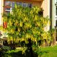 10 GOLDEN CHAIN TREE Goldenchain Laburnum Anagyroides Yellow Flower Seeds