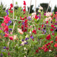 60 Mixed Colors SWEET PEA ROYAL Family Mix Lathyrus Odoratus Flower Vine Seeds
