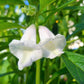 1500 Organic SESAME SEED Sesamum Indicum White Flower Vegetable Bread Seeds
