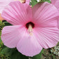 25 MIXED LUNA HIBISCUS Moscheutos Hardy Mixed Colors - Red, Hot Pink, Pink & White Swirl, and White Flower Seeds
