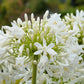 25 WHITE LILY of the NILE Agapanthus Orientalis African Lily Flower Seeds