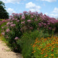 50 Pink JOE PYE WEED Eupatorium Maculatum Flower Seeds
