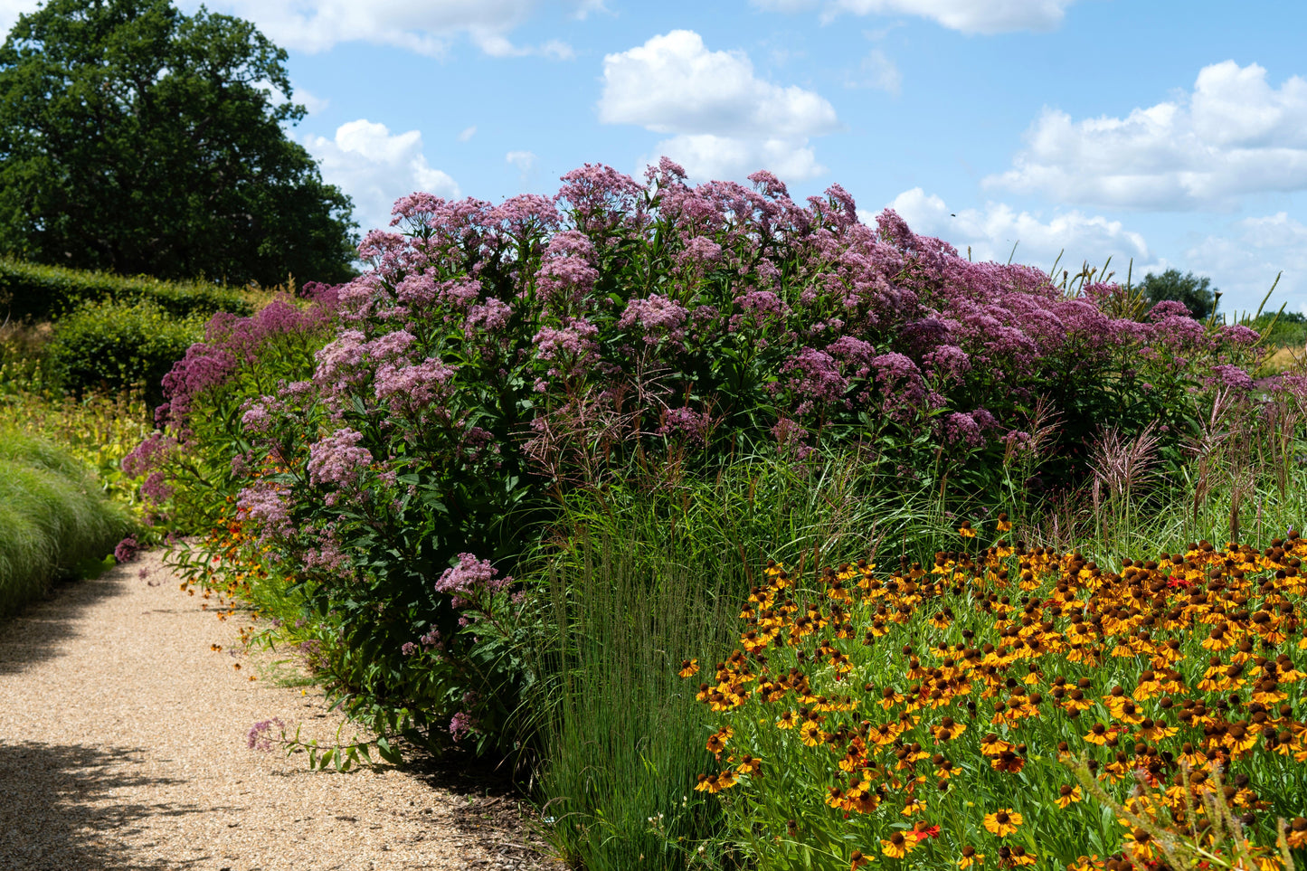 50 Pink JOE PYE WEED Eupatorium Maculatum Flower Seeds