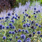 25 Blue GLOBE THISTLE Echinops Ritro Southern Globethistle Pollinator Flower Seeds