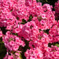 10 TALL GARDEN PHLOX Paniculata Mixed Colors 'New Hybrids Mix' Flower Seeds