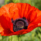 100 RED TURKISH POPPY Heirloom Papaver Somniferum Flower Seeds