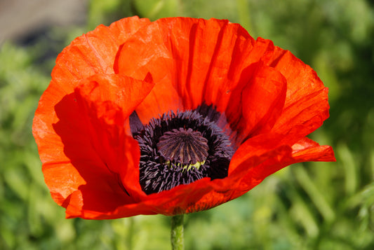 100 RED TURKISH POPPY Heirloom Papaver Somniferum Flower Seeds