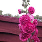 50 SUMMER CARNIVAL HOLLYHOCK Double Mixed Colors Red Pink White Yellow Peach Alcea Rosea Flower Seeds
