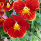 50 RED & YELLOW PANSY Violet Viola Wittrockiana Flower Seeds