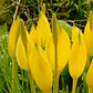 10 Yellow SWAMP LANTERN Moist Lysichiton Americanus Skunk Cabbage Flower Seeds