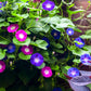 50 Mixed Colors MORNING GLORY Ipomoea Purpurea Vine Flower Seeds