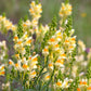 500 BUTTER & EGGS TOADFLAX Linaria Vulgaris Wild Snapdragon Bicolor Yellow Flower Seeds