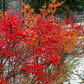 50 WINTERBERRY Holly Ilex Verticillata - Candian Holly  / Fever Bush / Black Alder Tree Shrub Red Berry White Flower Seeds