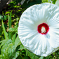 25 MIXED LUNA HIBISCUS Moscheutos Hardy Mixed Colors - Red, Hot Pink, Pink & White Swirl, and White Flower Seeds