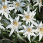 50 EDELWEISS Leontopodium Alpinum White Flower Seeds