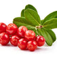 50 LINGONBERRY Mountain Cranberry Vaccinium Vitis-Idea Red Berry Edible Fruit Dwarf Evergreen Shrub Seeds