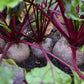 250 DETROIT Dark RED BEET Heirloom Beta Vulgaris Vegetable Seeds