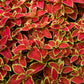 100 Mixed Colors COLEUS RAINBOW MIX Shade Houseplant Solenostemon Flower Seeds