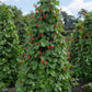 25 SCARLET RUNNER Pole BEAN Ornamental Red Flowers Phaseolus Vulgaris Vegetable Seeds