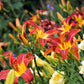 10 MIXED COLORS DAYLILY Hemerocallis Day Lily Fine Mix Red Purple Flower Seeds