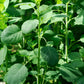 25 PAPALO Yerba Porosa, Summer Cilantro, Bolivian Coriander, Porophyllum Ruderale Culinary Herb Seeds