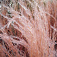 300 LITTLE BLUESTEM GRASS Schizachyrium Scoparius Seeds