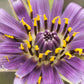 50 MAMMOTH Sandwich Island SALSIFY Tragopogon White Root Vegetable Oyster Flower Seeds